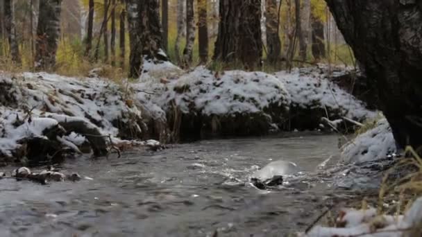 Ροή σε ένα χειμώνα χιονισμένο δάσος — Αρχείο Βίντεο