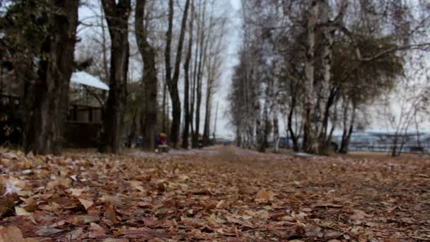 Chica corriendo en el parque de otoño durante el día nublado frío. Mujer haciendo ejercicio al aire libre — Vídeo de stock