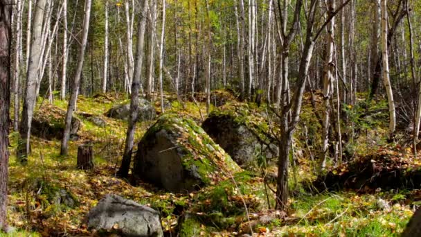 A levelek lehullanak az őszi erdő — Stock videók