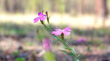 Ormandaki rüzgarda sallanan küçük pembe karanfil çiçek