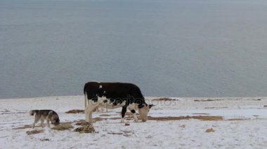 Bir inek otlatmak ve kışın yemek çimen, köpekler havlamaya