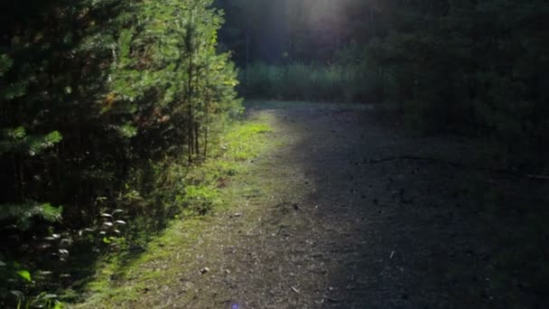 Prachtige magische licht in het bos — Stockvideo