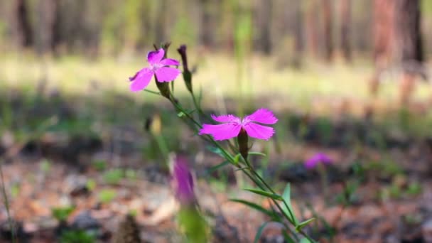 Lilla rosa carnation blomma vajande i vinden i skogen — Stockvideo