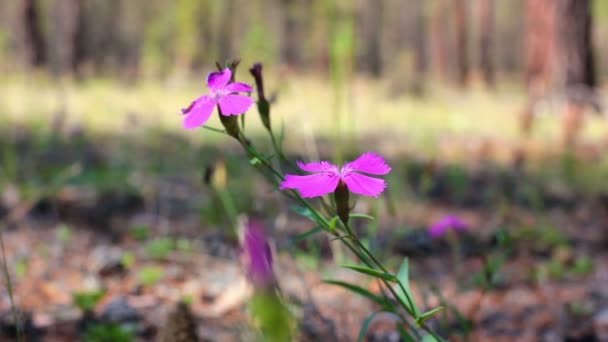 Petite fleur d'oeillet rose se balançant dans le vent dans la forêt — Video