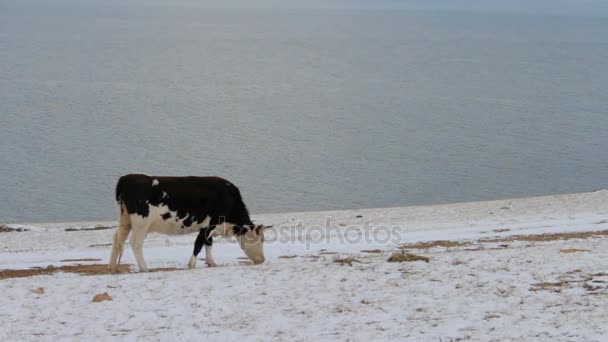 Cow eating dry grass on the shore of Lake Baikal in winter — Stock Video