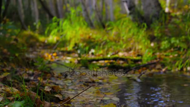 El incienso fuma en un arroyo que fluye a través de un bosque soleado de otoño. Seguir el enfoque — Vídeos de Stock