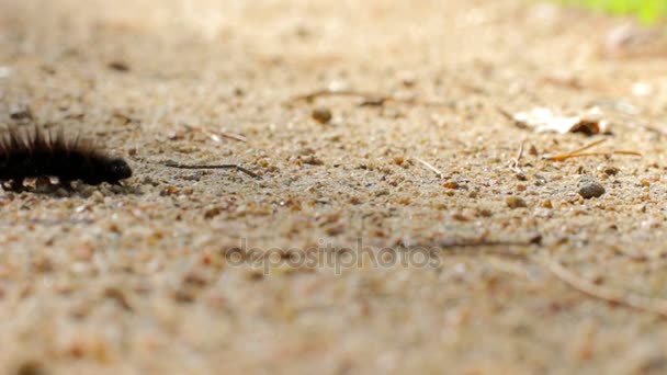 Die haarige Raupe krabbelt am sonnigen Tag auf dem Boden. Nahaufnahme — Stockvideo