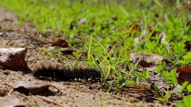 Chenille poilue rampant sur l'herbe par une journée ensoleillée. Gros plan — Video