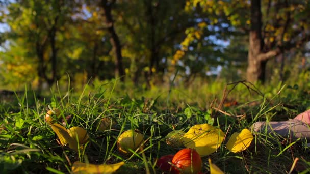 Récolte de petites poires bio saines sur l'herbe dans le jardin — Video