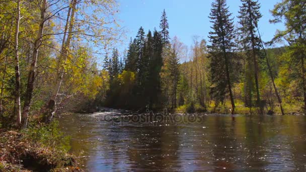 Mooi herfst landschap. De berg rivier stroomt in het midden van het bos — Stockvideo
