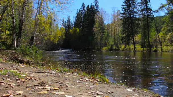 Beautiful autumn landscape. The mountain river flows in the middle of the woods — Stock Footage Beautiful autumn landscape. The mountain river flows in the middle of the woods Video Clip