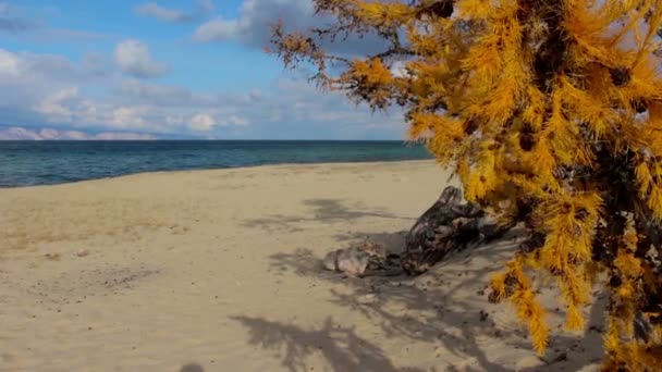 Piaszczystej plaży jeziora Bajkał na jesieni. Modrzew żółty. Piękny krajobraz — Wideo stockowe