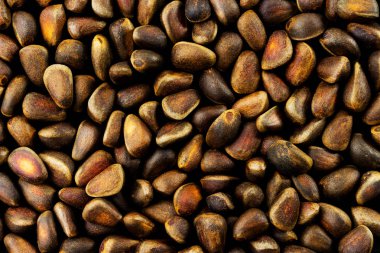 Fındık sedir sedir. Pinus sibirica