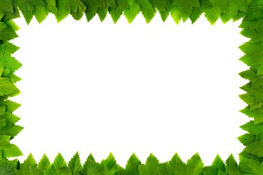Kopya alanı metin için beyaz zemin üzerine yeşil yaprakları çerçevesinden. Kenarlık