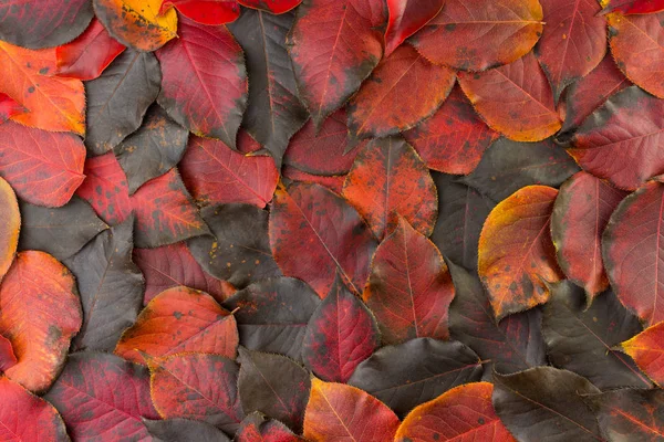 Падшие осенние красно-чёрные листья — стоковое фото