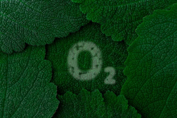 산소, O2입니다. 어두운 녹색 잎 배경입니다. 클로즈업 스톡 이미지