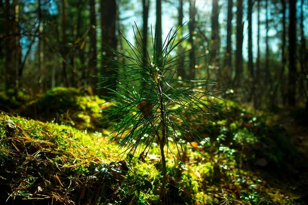 Germe de cèdre sibérien, gros plan. Écologie nature paysage. Soleil dans la forêt verte Photos De Stock Libres De Droits