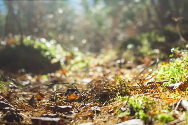 Caminho da floresta iluminado pelo sol, vista de fundo. Outono, folhas caídas, agulhas — Fotografia de Stock