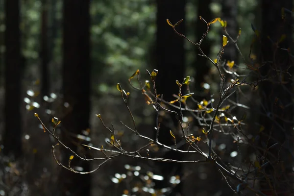 Rhododendron ág sötét zöld erdőben, közelről. Napfény. Elmosódott háttér — Stock Fotó