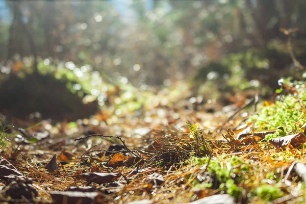Chemin forestier éclairé par le soleil, vue du bas. Automne, feuilles tombées, aiguilles Image En Vente