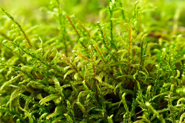 Ormandaki yeşil yosun Close-up. Parlak güneş ışığı