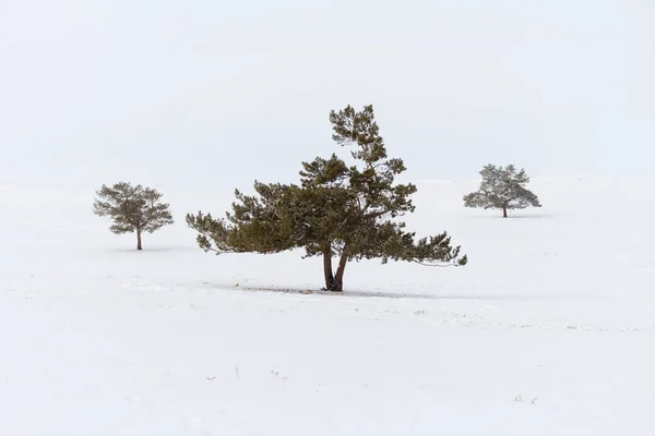 Kar ve beyaz arka plan üzerinde üç woods ile kış manzarası