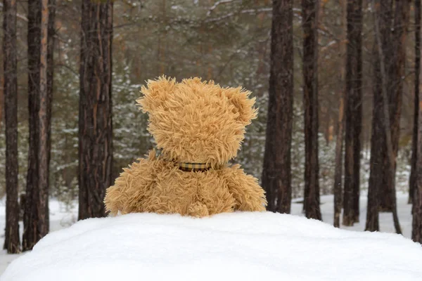 Ours en peluche dans la forêt d'hiver Images De Stock Libres De Droits