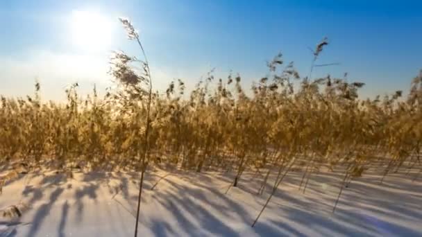 Сухая трава в поле в снегу — стоковое видео