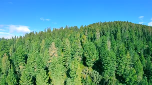 Вид с воздуха на зеленый лес и голубое небо — стоковое видео