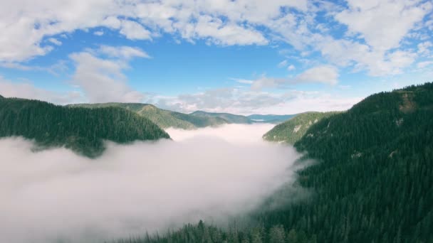 Vue aérienne de la vallée couverte de forêt verte et de brouillard blanc — Video