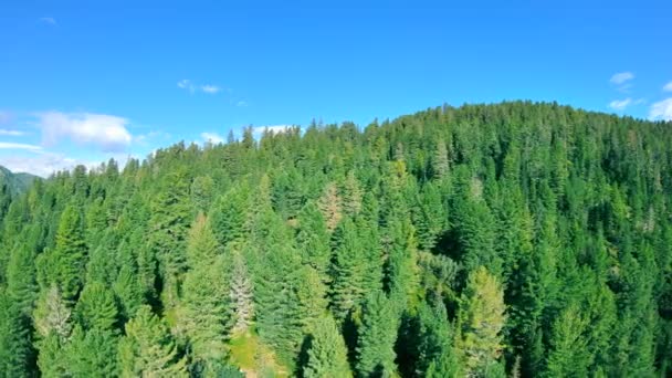 Volo sopra le cime degli alberi — Video Stock