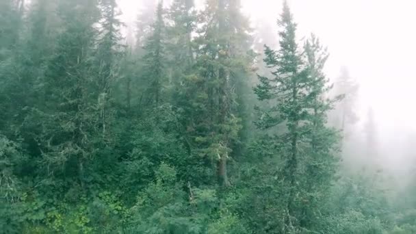 Mlhavý tajemný hustý les — Stock video