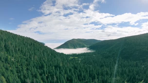 푸른 숲으로 덮여 있는 계곡의 공중 풍경 — 비디오