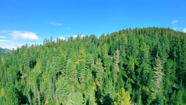 De drone vliegt boven een naaldbos in de bergen. — Stockvideo