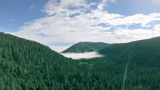 Volando sobre el bosque verde en las montañas — Vídeos de Stock