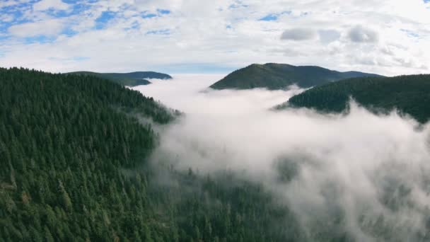 Aerial view of mountainous foggy green forest — Stock Video
