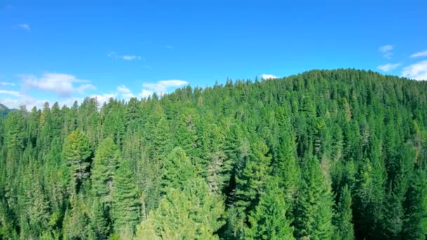 Aerial view of green coniferous forest — Stock Video