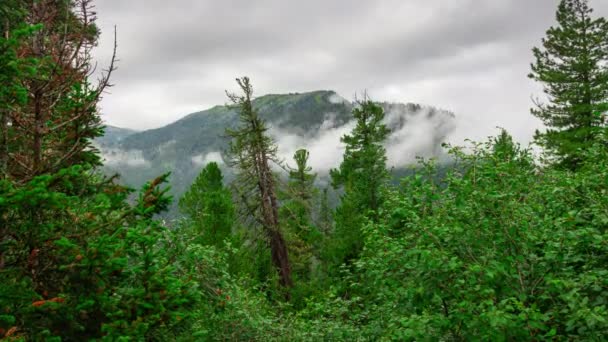 Météo en forêt. Brouillard dans les montagnes. Délai imparti — Video