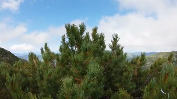 Paysage montagneux. Arbre à conifères au sommet de la montagne 