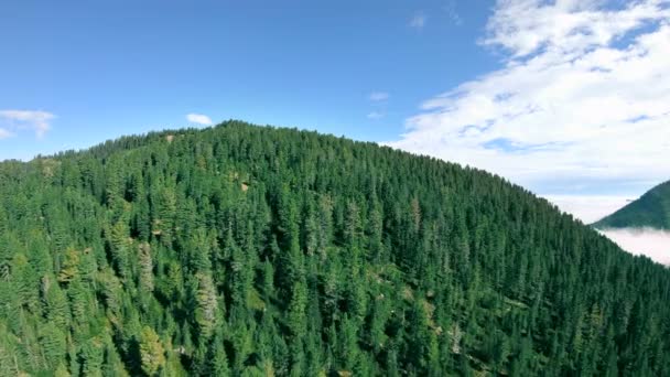 The drone flies back in the mountains over a beautiful green forest — Stock Video