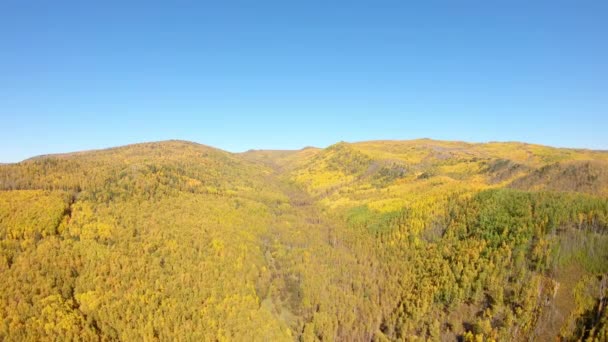 Вид з повітря на ліс восени — стокове відео