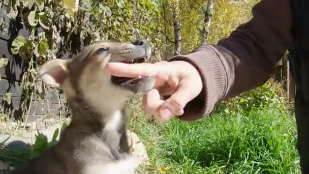 Lindo cachorro juega a morder un dedo del hombre. Movimiento lento — Vídeo de stock