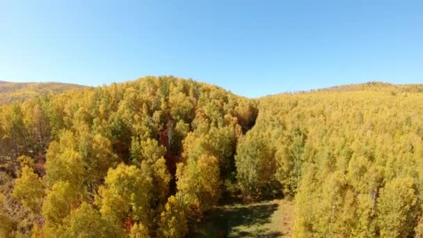 Drone dağlardaki sarı bir sonbahar ormanına doğru yola çıkıyor. — Stok video
