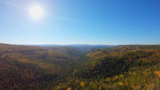 Flygfoto över skogen på hösten — Stockvideo