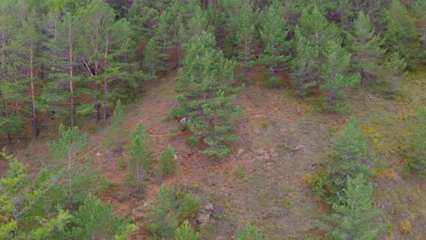 Вид з повітря на дівчину, що йде крутим схилом — стокове відео