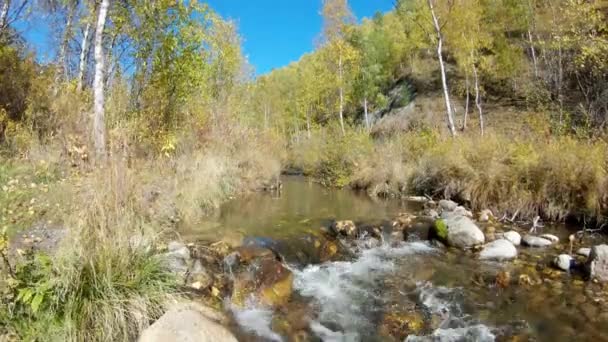 Горная река в осеннем лесу — стоковое видео