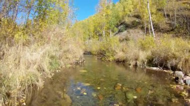 Sonbahar ormanı, nehir ve düşen yapraklar güneşli bir günde