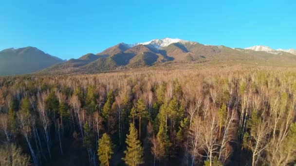 De drone vliegt over de boomtoppen naar de bergen. — Stockvideo