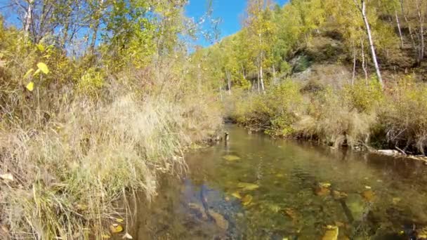Autumn landscape. Dry grass, yellow trees and fallen leaves floating on river — Stock Video