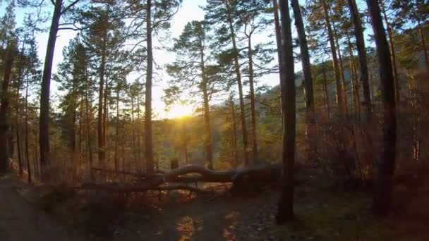 Caminhe na floresta ao pôr-do-sol ou ao amanhecer. Luz solar brilhante atravessa a floresta — Vídeo de Stock